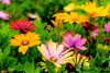blumen